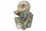 Iridescent, Pyritized Ammonite (Quenstedticeras) Fossil Display #193222-1
